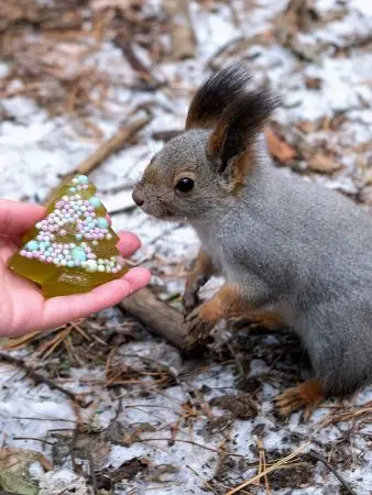Мармелад сосновый ЁЛОЧКА, 90гр Мармелад сосновый ЁЛОЧКА, 90гр